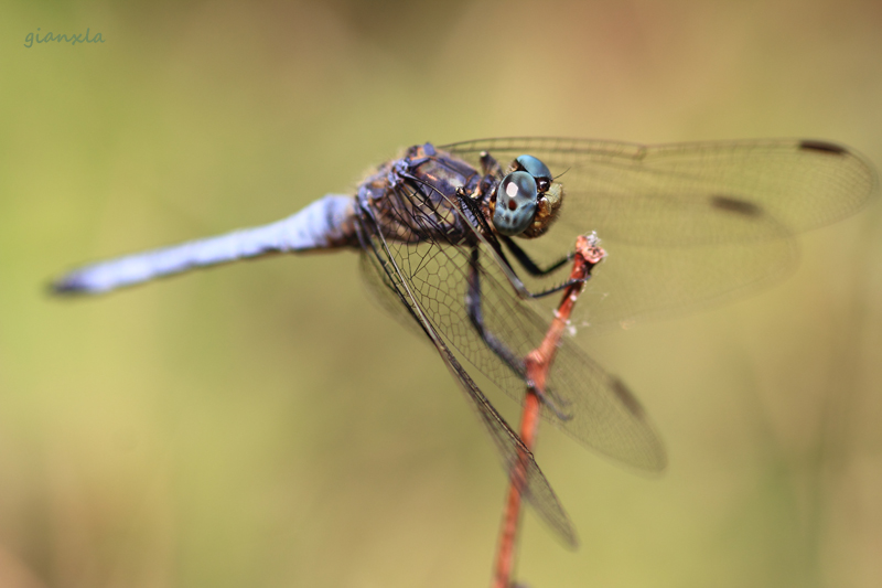 Orthetrum coerulescens?